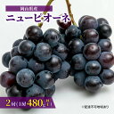 ぶどう 2024年 先行予約 ニュー ピオーネ 2房（1房480g以上）約1kg 化粧箱入り ブドウ 葡萄 岡山県産 国産 フルーツ 果物 ギフト　　お届け：2024年8月下旬～2024年10月上旬