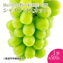 【ふるさと納税】ぶどう2025年度分 先行予約 【プレミアムシャインマスカット 晴王 1房 約500g】船穂産 赤秀品以上 岡山県産 葡萄 ブドウ ギフト ハレ...