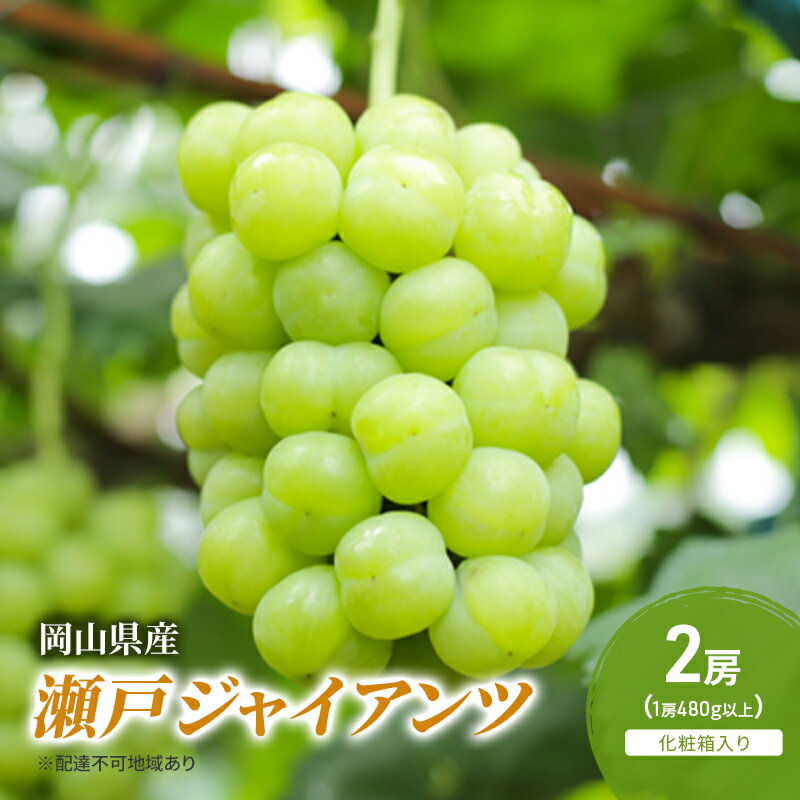 ぶどう 2025年 先行予約 瀬戸ジャイアンツ 2房(1房480g以上) 化粧箱入り ブドウ 葡萄 岡山県産 国産 フルーツ 果物 ギフト お届け:2025年9月上旬〜2025年10月上旬