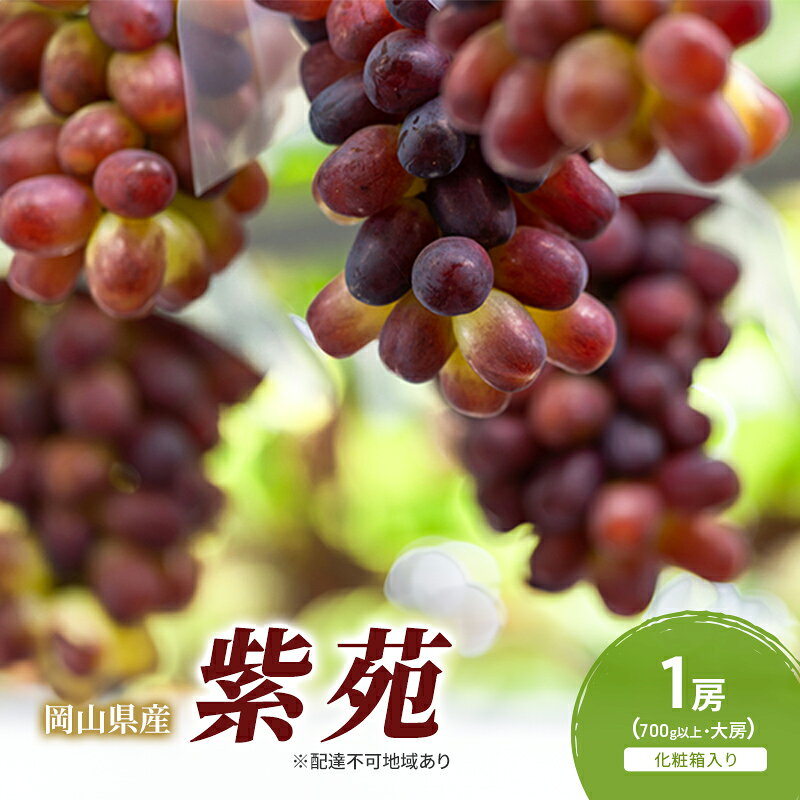 【ふるさと納税】ぶどう 2026年 先行予約 紫苑 1房(700g以上) 化粧箱入り ブドウ 葡萄 岡山県産 国産 フルーツ 果物 ギフト お届け:2026年10月下旬~2026年11月下旬
