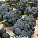 【ふるさと納税】ぶどう 【2026年 先行予約】 種なし完熟 ニューピオーネ 3~5房 合計約2kg ブドウ 葡萄 岡山県産 国産 フルーツ 果物 渡邊農園 お届け:2026年8月中旬~2026年9月上旬