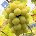 【ふるさと納税】ぶどう 【2026年 先行予約】 シャインマスカット 2房 合計約1kg/ 種無し ブドウ 葡萄 岡山県産 国産 フルーツ 果物 渡邊農園 お届け:2026年8月下旬~2026年9月下旬