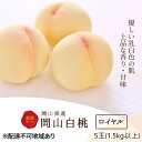 【ふるさと納税】桃 2026年 先行予約 白桃 5玉 (1.5kg以上) 等級:ロイヤル 木箱入り もも モモ 岡山県産 国産 フルーツ 果物 セット ギフト ...