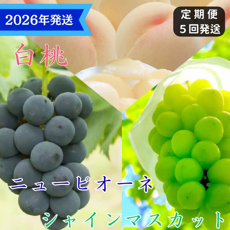[2026年先行受付] 白桃 ニューピオーネ シャインマスカット 晴王 5回 定期便 桃 もも モモ ぶどう 葡萄 ブドウ 岡山県産 御中元 ギフト 御礼 プレゼント 御礼 御祝 御供 果物 くだもの フルーツ お届け:2026年7月上旬〜2026年9月中旬