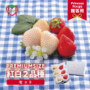 【ふるさと納税】【先行受付】しあわせ届けるいちご農園HappyComeComeの紅白いちご2品種食べ比べセット 400g以上 A-125a＜2023年12月中旬から発送開始予定＞