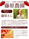 【ふるさと納税】薔薇 50本 愛する人へ 50本の薔薇 選べる 4カラー 株式会社藤原農園【配送不可地域あり】バラ ばら 花束 赤 黄色 ピンク 3色ミックス 薔薇農園 プレゼント 贈り物 送料無料 岡山県 笠岡市≪10月上旬-5月中旬発送予定≫