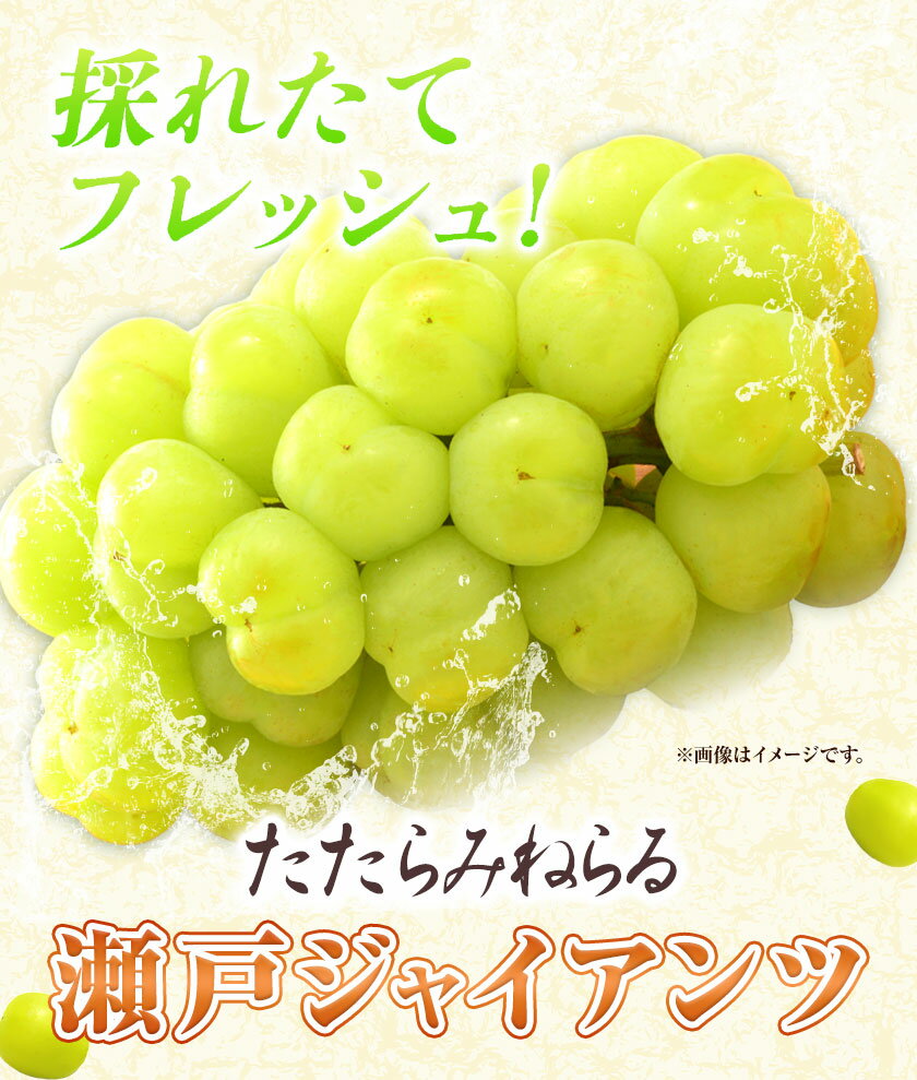 【ふるさと納税】【先行予約】たたらみねらる 瀬戸ジャイアンツ 選べる内容量 Y＆G.ディストリビューター株式会社《2026年8月下旬-10月下旬頃出荷予定》岡山県 笠岡市 マスカット ぶどう ブドウ 葡萄 フルーツ 果物