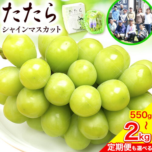 ڤդ뤵Ǽǡۡ6ǯٻͽۥޥåȥ㥤ޥå1˼650gʾˤޤ2˼1˼600gˤޤ4˼1˼600gˤߤͤ륷㥤ޥåȥե18ٰʾե롼ļ̵֤ɤY&Gǥȥӥ塼޲