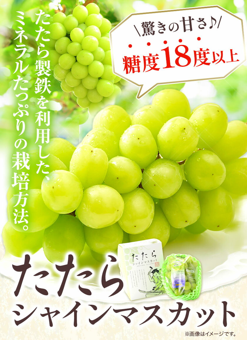 【ふるさと納税】【令和6年度産先行予約】 マスカット シャインマスカット 1房（約650g）または 2房（1房約650g）または 4房（1房約650g） たたらみねらるシャインマスカット ギフト 糖度18度以上 フルーツ 種無し ぶどう 葡 Y&G．ディストリビューター 岡山県 笠岡市