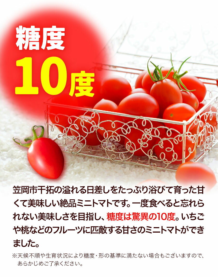 【ふるさと納税】ZEPPIN PRM(プレミアム) 500g 高濃度 株式会社ジェイ・イー・ティ・アグリ 《120日以内に出荷予定(土日祝除く)》甘い うまみ とまと ミニトマト 野菜 岡山県 笠岡市