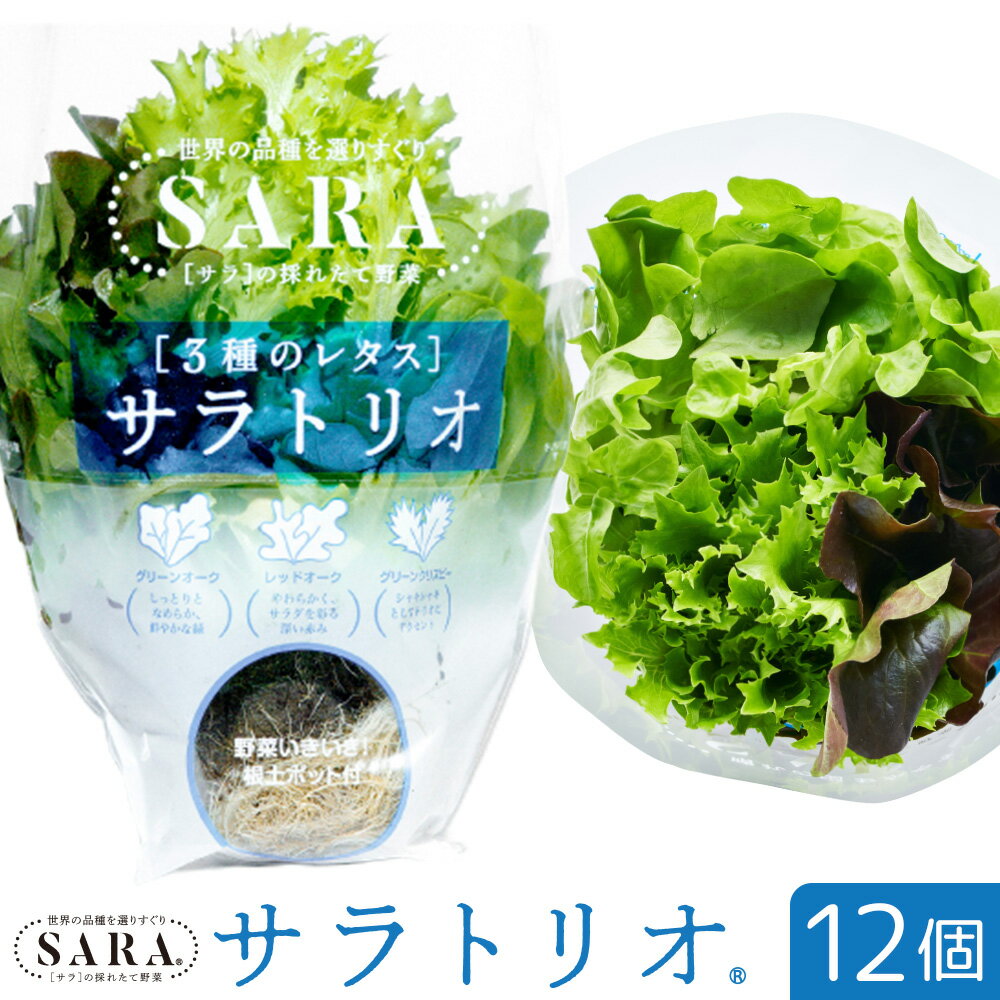 【ふるさと納税】サラトリオ 12個セット 野菜 レタス 3種のレタス グリーンオーク レッドオーク グリーンクリスピー 《30日以内に出荷..