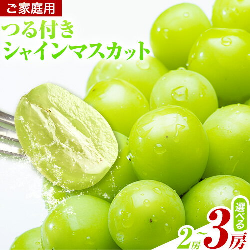 【ふるさと納税】先行受付 家庭用つる付きシャインマスカット 選べる 2房or3房(1房530g以上)【配送不可地域あり】有限会社ホーティカルチャー神島 《2026年9月上旬-10月下旬頃出荷》岡山県 笠岡市 送料無料 葡萄 フルーツ 果物 シャインマスカット お取り寄せフルーツ
