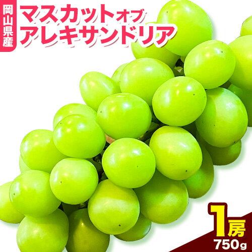 岡山県産マスカット(マスカット オブ アレキサンドリア 1房750g以上)令和6年産先行受付[配送不可地域あり]