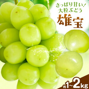 【ふるさと納税】【2026年発送】ぶどう 雄宝 選べる内容量 約1kg(1房入り) 約2kg(2房入り) 西江果樹園《2026年8月中旬-8月下旬頃出荷》岡山県 笠岡市 送料無料 大粒 葡萄 マスカット 果物 岡山県産 国産 フルーツ お取り寄せフルーツ シャインマスカットの交配品種