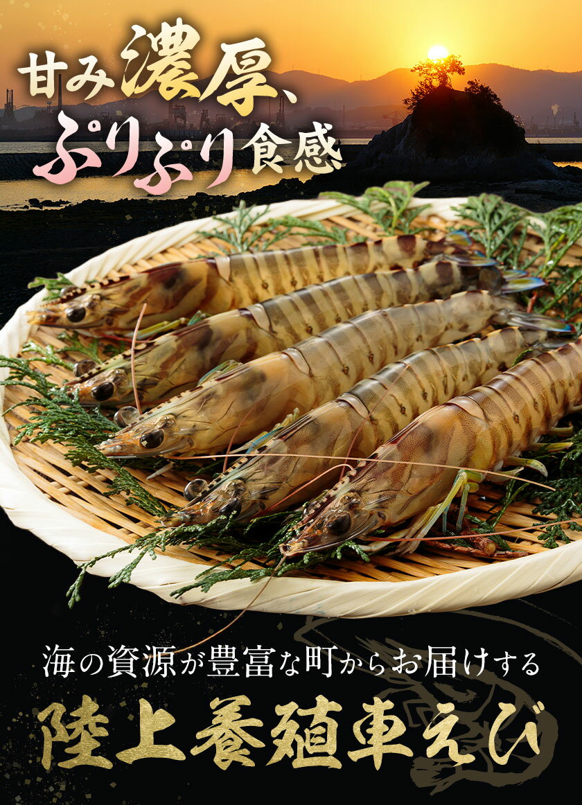 【ふるさと納税】陸上養殖 車エビ 東山陸上養殖研究所《選べる出荷時期》岡山県 笠岡市 送料無料 えび 海老 車えび 車海老 海産物 魚 刺身 天ぷら エビフライ 【配送不可地域あり】（離島）