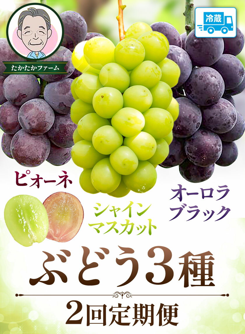 【ふるさと納税】ぶどう ピオーネ オーロラブラック シャインマスカット ぶどう3種 定期便 2回 お届け 定期便 計4房 計2kg 以上 《8月下旬-9月下旬頃出荷》 たかたかファーム ブドウ 葡萄 シャイン 果物 フルーツ ギフト 岡山県 笠岡市