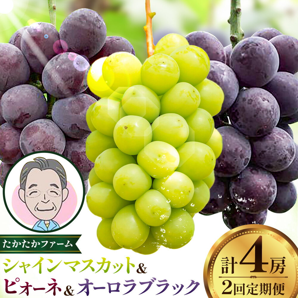 ぶどう ピオーネ オーロラブラック シャインマスカット ぶどう3種 定期便 2回 お届け 定期便 計4房 計2kg 以上 [8月下旬-9月下旬頃出荷] たかたかファーム ブドウ 葡萄 シャイン 果物 フルーツ ギフト 岡山県 笠岡市