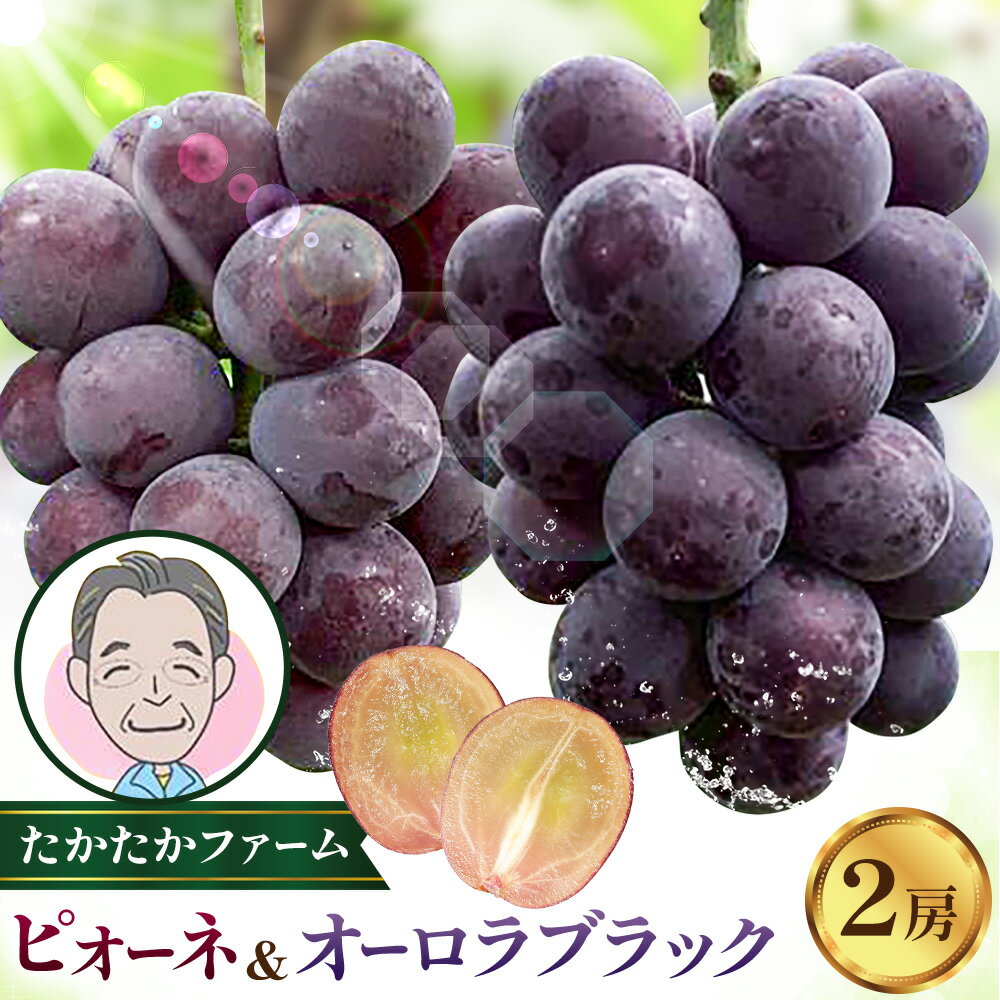 ぶどう ピオーネ オーロラブラック 計2房 1kg 以上 [8月下旬-9月中旬頃出荷] たかたかファーム ブドウ 葡萄 黒系 果物 フルーツ ギフト 岡山県 笠岡市