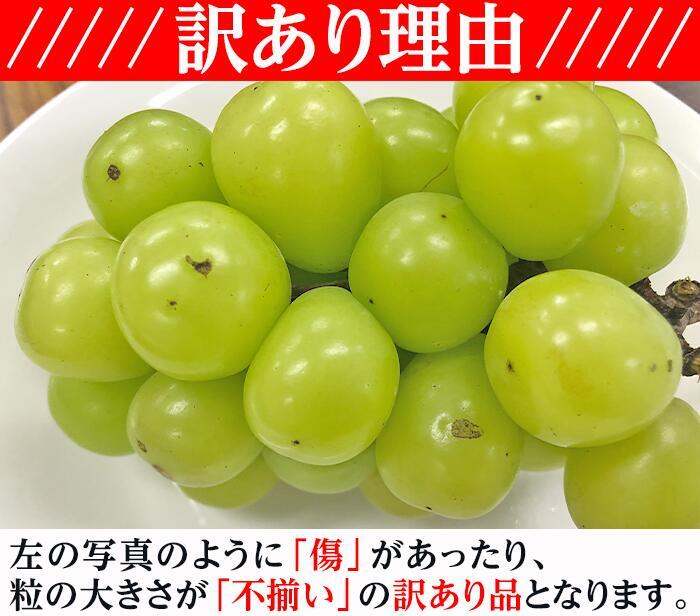 【ふるさと納税】訳あり 先行予約 岡山 シャインマスカット 種無し ぶどう 晴王 2房 1.2kg以上 皮ごと食べられる種なしぶどう 果物 フルーツ 国産 ブドウ くだもの 岡山県産 【訳あり】シャインマスカット晴王2房【2024年9月中旬～10月下旬発送予定】（いばら愛菜館） 2