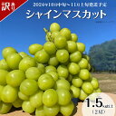 14位! 口コミ数「1件」評価「5」訳あり 先行予約 種無し ぶどう 種なし 果物 フルーツ ブドウ 【訳あり】シャインマスカット 2房（1.5kg以上）【2024年10月中旬･･･ 