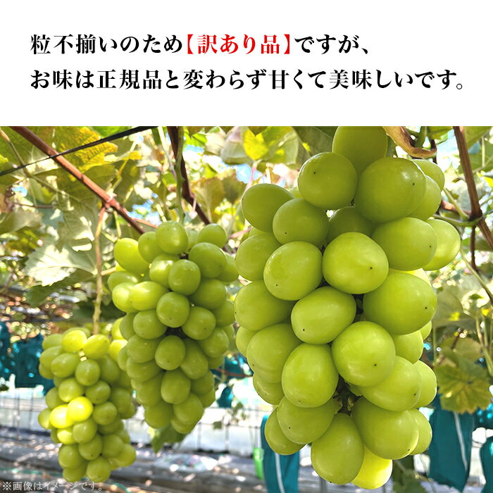 【ふるさと納税】訳あり 先行予約 種無し ぶどう 種なし 果物 フルーツ ブドウ 【訳あり】シャインマスカット 2房（1.5kg以上）【2024年10月中旬～11月上旬発送予定】（星のさと・ぶどう工房）