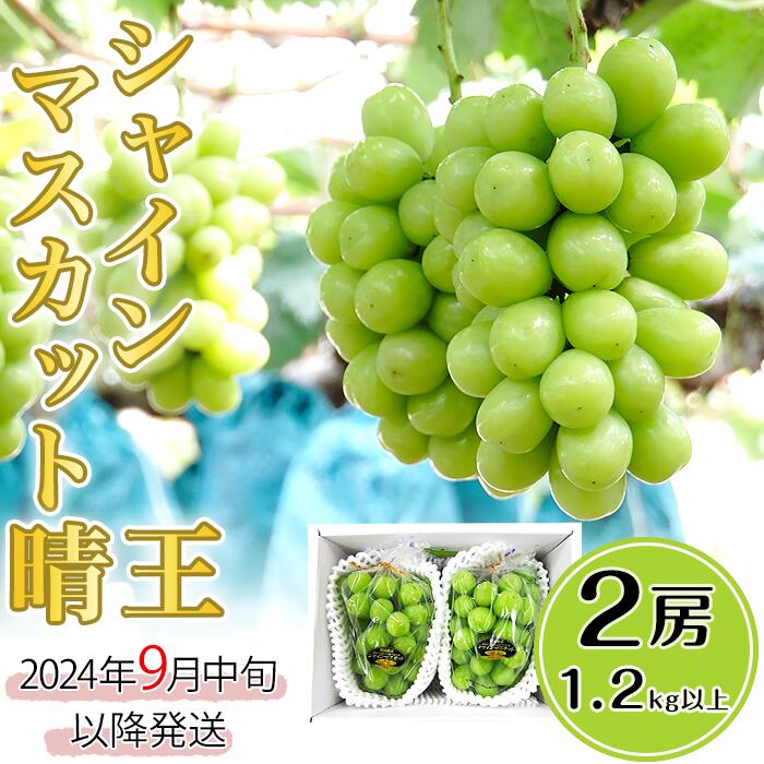 岡山県産 シャインマスカット 晴王 2房 1.2kg以上 先行予約 皮ごと食べられる種なしぶどう 果物 フルーツ 国産 C-31シャインマスカット晴王2房（いばら愛菜館）