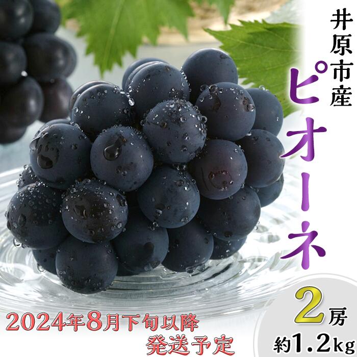 岡山県産 ピオーネ 2房 約1.2kg 種なしぶどう 黒ぶどう 果物 フルーツ 国産 岡山県産ピオーネ2房(約1.2kg)[2024年8月下旬〜9月中旬発送予定](いばら愛菜館)