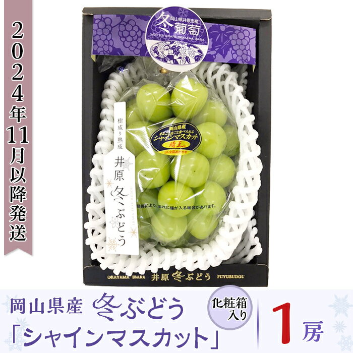 先行予約 岡山 シャインマスカット 種無し ぶどう マスカット 1房 約800g 果物 フルーツ 国産 ブドウ くだもの 岡山県産冬ぶどう「シャインマスカット」1房（約800g）化粧箱入【2024年11月以降発送】（いばら愛菜館）