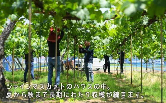 【ふるさと納税】岡山県産 白桃 桃 もも モモ 岡山の桃 晩生種 シャインマスカット 詰合せ 果物 スイーツ フルーツ お取り寄せ ギフト 贈答用 デザート 旬 岡山県産「白桃・シャインマスカット」詰合せ 約1.0kg