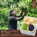 【ふるさと納税】【2025年産先行予約】もも 桃 岡山県 白桃 3玉 シャインマスカット1房 ピオーネ1房 詰合せ 総社市産 岡山県総社もも生産組合 25-04...