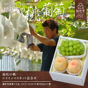 【ふるさと納税】【2025年産先行予約】もも 桃 岡山県 白桃 2玉 シャインマスカット1房 詰合せ 総社市産 岡山県総社もも生産組合 25-028-001