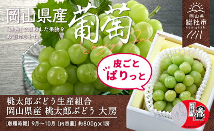 【2024年産先行予約】ぶどう 桃太郎ぶどう 大房1房 岡山県産