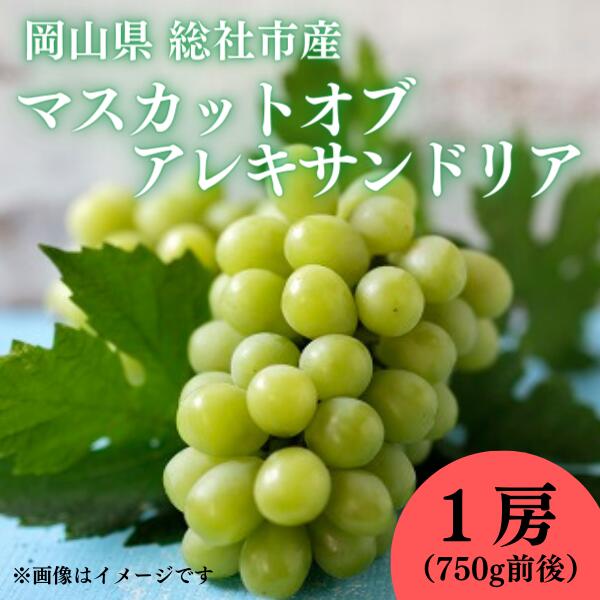 ぶどう マスカットオブアレキサンドリア 岡山県 総社市産 2024年産先行予約 1房