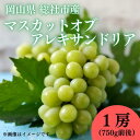 【ふるさと納税】ぶどう マスカットオブアレキサンドリア 岡山県 総社市産 2024年産先行予約 1房