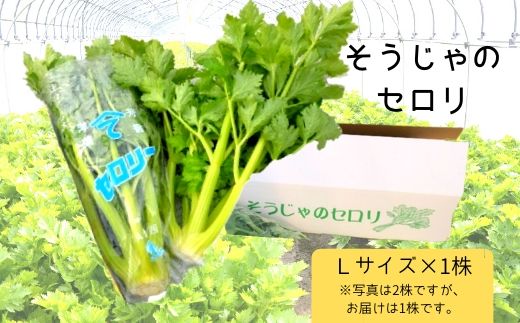 総社市山手地区は古くは西日本屈指のセロリの産地で40年ほど前は約100戸がセロリを栽培し、街中がセロリの香りであふれていました。ですが、担い手の減少により4戸で栽培しております。「かつての勢いを取り戻したい！」という思いの詰まった総社市産マイルドセロリを是非ご賞味ください！ そのままでもよし、ピクルス・スープ・炒め物もよし！食べ応えのある大きさなので、いろんな料理にお使いいただけます。［提供：そうじゃ地食べ公社（総社市地頭片山）］ ※常温でのお届けとなります。 商品説明 名称 セロリ 産地 岡山県総社市 品種 マイルドセロリ 内容量 L（1.5kg～1.8kg） 1株 配送方法 常温 提供事業者 そうじゃ地食べ公社（総社市地頭片山） ※ふるさと納税よくある質問はこちら ※寄付申込みのキャンセル、返礼品の変更・返品はできません。あらかじめご了承ください。寄付金の用途について 1.市政全般 2.福祉全般 3.歴史・文化全般 4.環境全般 その他、19の個別事業 受領証明書及びワンストップ特例申請書のお届けについて 入金確認後、注文内容確認画面の【注文者情報】に記載の住所にお送りいたします。 発送の時期は、寄付確認後1週間以内に、お礼の特産品とは別にお送りいたします。 岡山県総社市について 総社市は、その中央部に高梁川が流れ、豊かな自然環境が残る、水とみどりあふれるまちです。また、鬼ノ城をはじめ備中国分寺などの歴史遺産も数多く残っています。現在、総社市では「子育て王国そうじゃ」として子育て支援にも積極的に取り組んでいます。 こうした総社市に対し、「ふるさと総社を良くしたい」、「ふるさと総社を応援したい」という皆さんを「ふるさと総社応援団」として募集しています。そして、皆さんのそういった思いを寄付金という形で実現していただければと考えています。ぜひとも、「ふるさと総社応援団」として、皆さんの思いを総社市にお願いします。