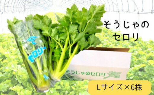 その他野菜(セロリ)人気ランク5位　口コミ数「0件」評価「0」「【ふるさと納税】マイルドセロリ Lサイズ 6株 総社市産」