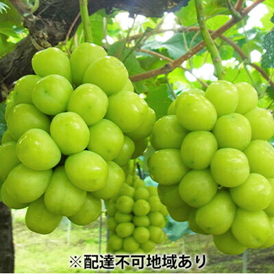 【ふるさと納税】シャインマスカット 約5kg 6～8房 葡萄 フルーツ 岡山 高梁市産 こあに葡萄園...