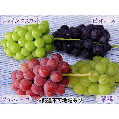 【ふるさと納税】バラエティ セット 3～4房 約2kg 高梁市産 2024年 先行予約 しばくらぶどう園 葡萄 フルーツ 岡山 　【果物・ぶどう・果物類・フルーツ・詰合せ】　お届け：2024年8月下旬～2024年9月下旬