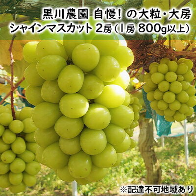 【ふるさと納税】ぶどう 2024年 先行予約 黒川農園 自慢 ! の大粒 大房 シャイン マスカット 2房 （1...