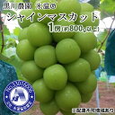 【ふるさと納税】早期受付 ぶどう 氷温(登録商標) シャイン マスカット 1房(約800g以上) マスカット ブドウ 葡萄 岡山県産 国産 フルーツ 果物 ギフト 黒川農園 果物類 シャインマスカット お届け:2025年11月上旬~2026年1月中旬