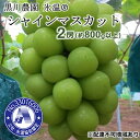【ふるさと納税】早期受付 ぶどう 氷温(登録商標) シャインマスカット 2房(1房800g以上) マスカット ブドウ 葡萄 岡山県産 国産 フルーツ 果物 ギフト 黒川農園 果物類 お届け:2025年11月上旬~2026年1月中旬