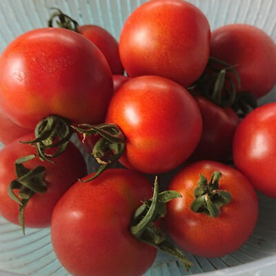【ふるさと納税】フルーツトマト 1袋約250g入り×7袋 【 野菜 リコピン 緑黄色野菜 サラダ 岡山県産 】 お届け:2022年7月15日〜2022年10月31日