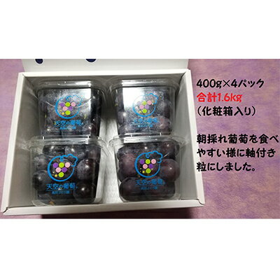 ぶどう 天空の葡萄(登録商標) ニュー ピオーネ 1.6kg以上 400g 4パック 1箱 美味しい笑顔をお約束 葡萄 フルーツ 岡山 高梁市産 2024年 先行予約 [ 果物 フルーツ朝採れ その日に発送 採れたて みずみずしい ] お届け:2024年9月中旬〜2024年10月中旬