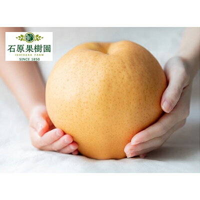 【ふるさと納税】梨 2025年 先行予約 備前横綱梨(あたご梨) 1玉 (1~1.4kg) 贈答箱【11月下旬~12月中旬頃発送】 ナシ なし 岡山県産 国産 フルーツ 果物 ギフト 石原果樹園 繊細な味 ジャンボ梨 お届け:2025年11月15日~2025年12月20日