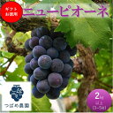 【ふるさと納税】2026年 早期受付 ぶどう ギフトお徳用ニューピオーネ 2kg以上(3~5房) 数量限定 岡山県 高梁市産 お届け:2026年9月上旬~2026年9月下旬