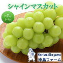 【ふるさと納税】早期受付 ぶどう シャインマスカット 約2kg(3~4房)岡山県高梁市産 沖島ファーム 化粧箱入り 葡萄 ブドウ 贈答用 お届け:2025年10月上旬~2025年10月下旬(4)