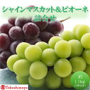 【ふるさと納税】【高島屋選定品】シャインマスカット&ピオーネ詰合せ 約1.1kg(2房合計) 岡山県高梁市産 個装箱入り 葡萄 ブドウ 贈り物 お届け:2025年8月20日~2025年9月30日