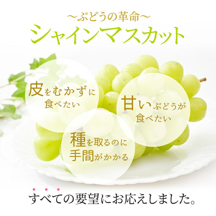 【ふるさと納税】ぶどう 2026年 先行予約 シャイン マスカット 晴王 2房入り 合計約1kg 大粒 種無し ブドウ 葡萄 岡山県産 国産 フルーツ 果物 ギフト 橋田商店　お届け：2026年9月中旬～2026年11月上旬 f332097-takahashi-10000801 岡山県高梁市 サンプル画像2
