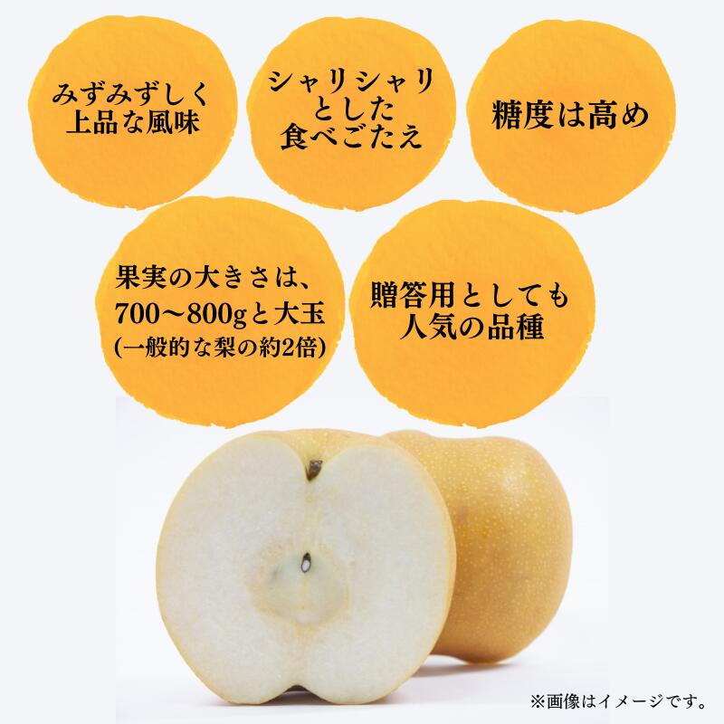 【ふるさと納税】先行予約 梨 新高梨 新見大名梨 なし 果物 フルーツ 秋の味覚 デザート 4kg 5〜6玉 和梨 おすすめ 人気 お取り寄せ お取り寄せグルメ 取り寄せ ギフト 贈り物 プレゼント 贈答 自宅用 産地直送 旬 大玉 大きい 岡山県