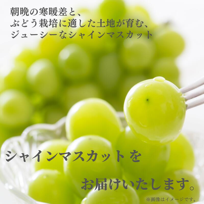 【ふるさと納税】先行予約 シャインマスカット マスカット 1.2kg 2房 ぶどう 葡萄 種無し おすすめ 人気 美味しい 甘い 大きい プレゼント お裾分け ギフト 贈り物 贈答 贈答用 夏の贈り物 岡山 新見 産地 特産品 露地 A級食材 フルーツ 果物 送料無料 化粧箱入り 少量